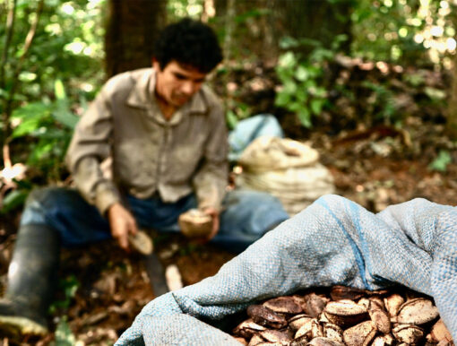 Supporting the Brazil Nut Harvest